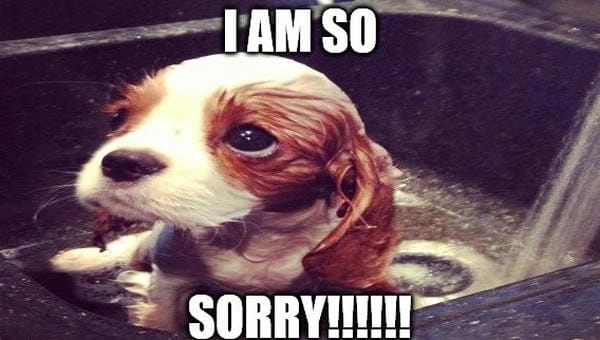 Meme chó xin lỗi troll tạo tình huống cực vui
