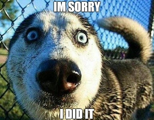 Meme chó xin lỗi bá đạo gây ấn tượng mạnh