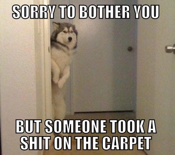 Meme chó xin lỗi độc lạ có sắc thái riêng biệt