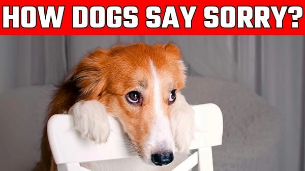 Meme chó xin lỗi mới nhất đang được yêu thích