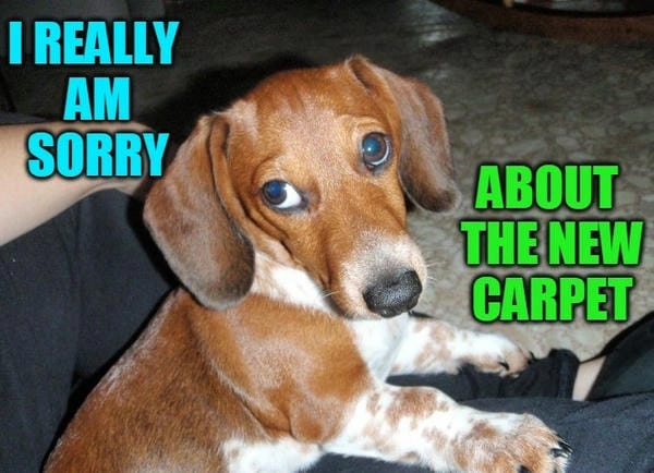 Meme chó xin lỗi giải trí mang lại sự thoải mái