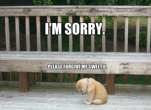 Meme chó xin lỗi hài đem lại tiếng cười nhẹ