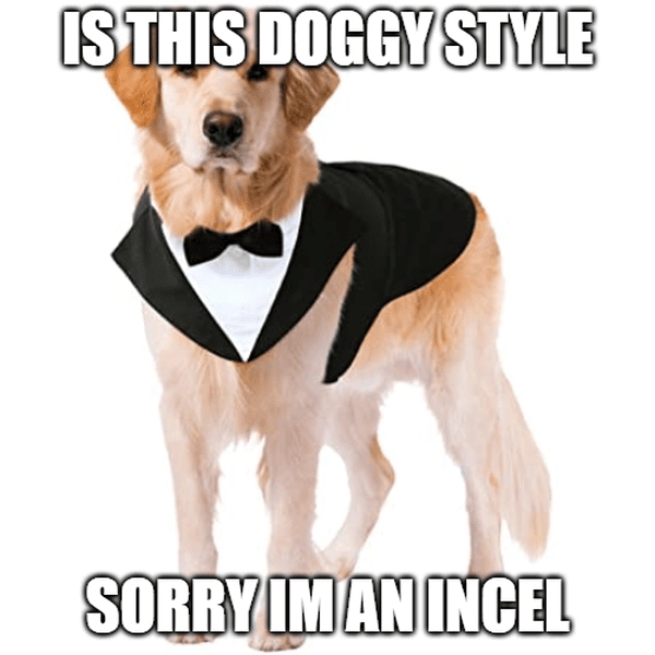 Meme chó xin lỗi với biểu cảm đáng yêu dễ thương