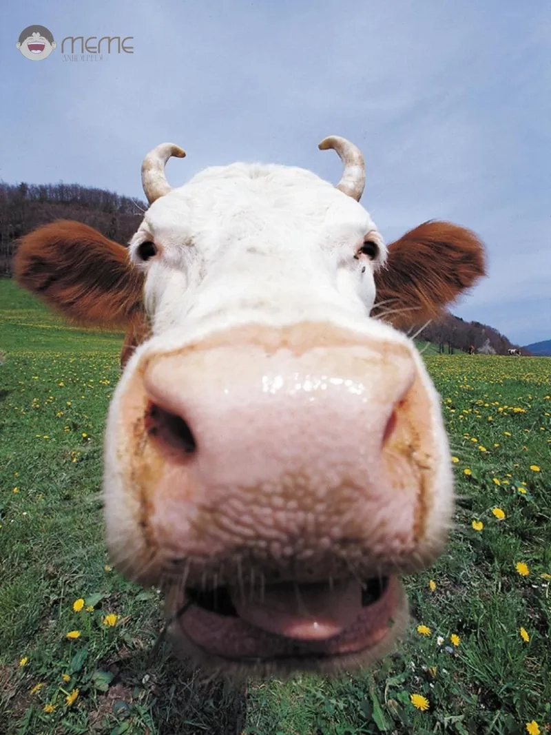 Xu hướng meme con bò TikTok đang rất hot