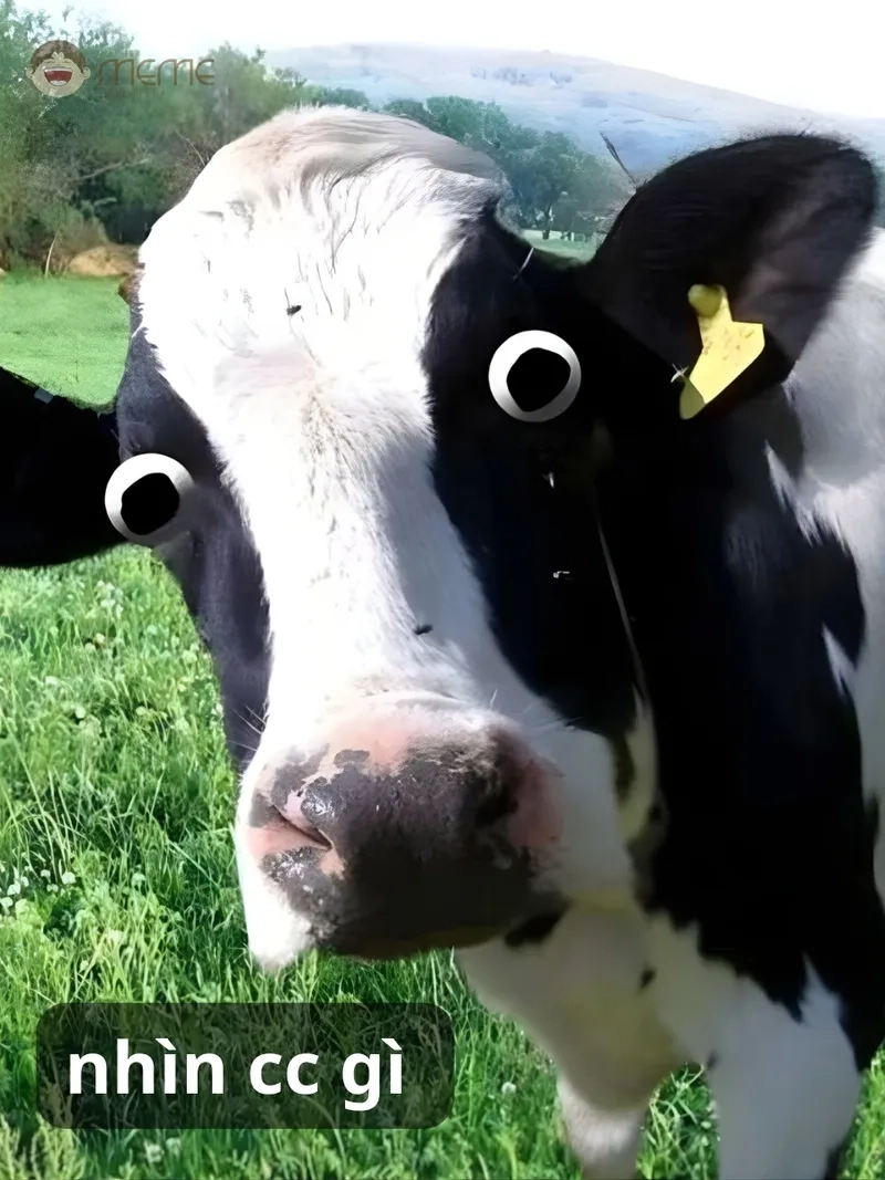 Sáng tạo meme con bò chế của riêng bạn