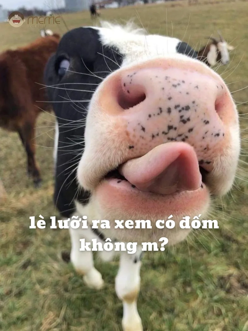 Khám phá bộ sưu tập meme con bò đầy đủ