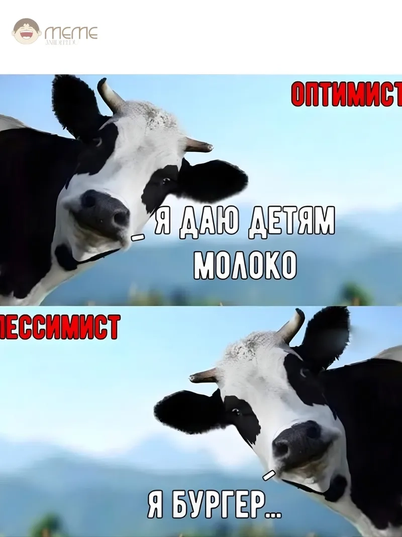 Meme con bò cute này khiến ai cũng phải thả tim