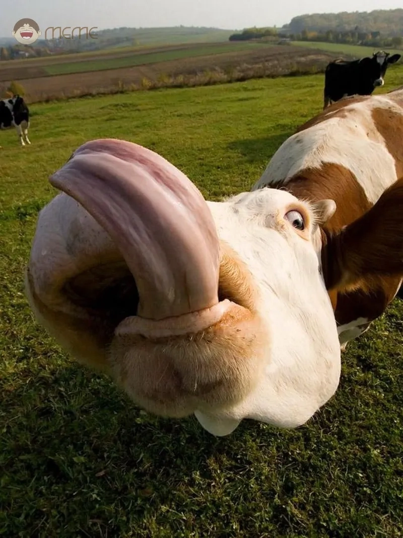 Meme con bò bựa đang gây bão cộng đồng mạng