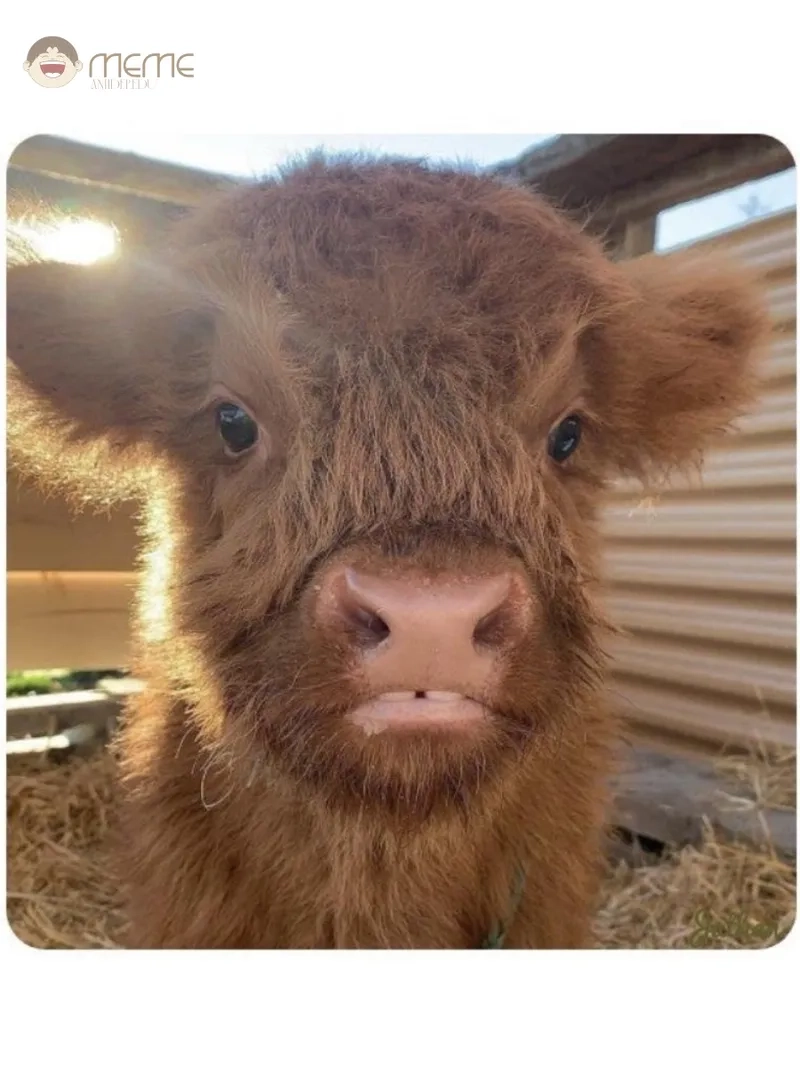 Dùng ngay hình meme con bò làm avatar cực chất