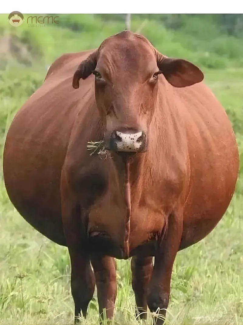 Ảnh meme con bò 4K siêu rõ nét làm nền