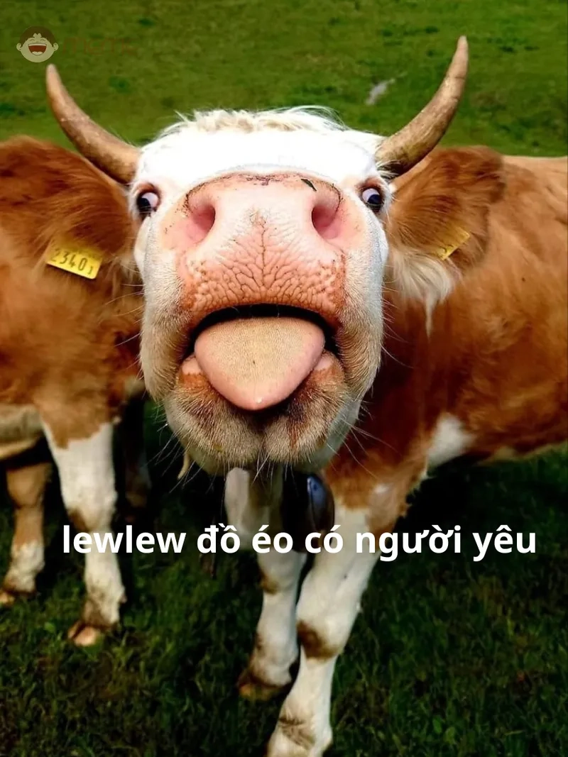 Chia sẻ hình ảnh meme con bò đẹp và độc đáo