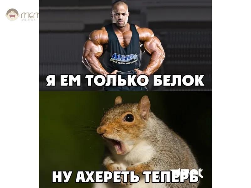 Ảnh meme con sóc 4K siêu rõ nét làm nền