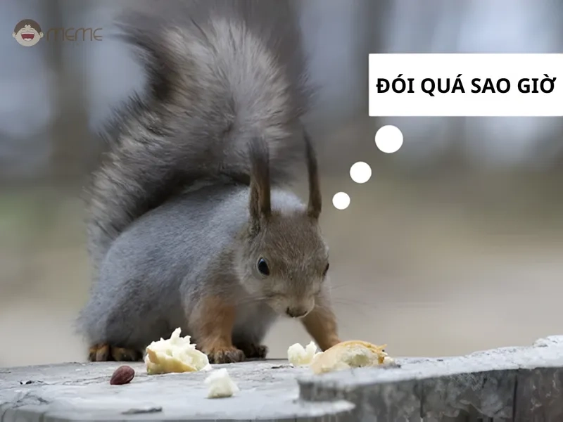 Meme con sóc buồn phản ánh tâm trạng của bạn