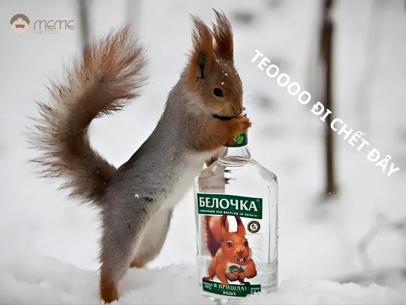 Xu hướng meme con sóc TikTok đang rất hot