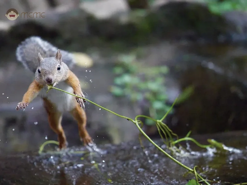 Sáng tạo meme con sóc chế của riêng bạn