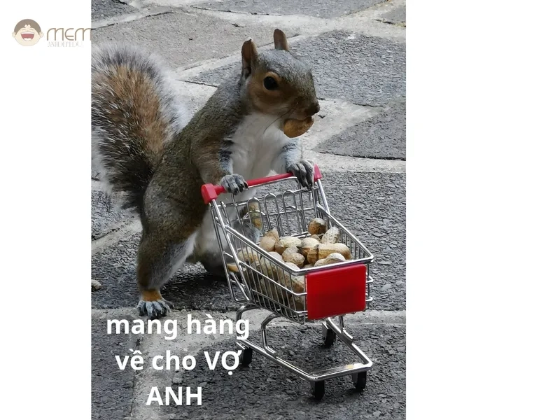 Đừng bỏ lỡ kho ảnh meme con sóc này nha