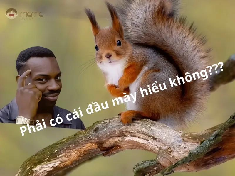 Lý do meme con sóc được yêu thích trên mạng xã hội