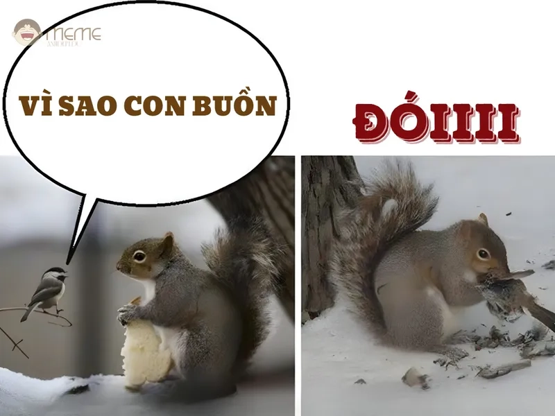 Cười sảng khoái với meme con sóc hài hước lắm