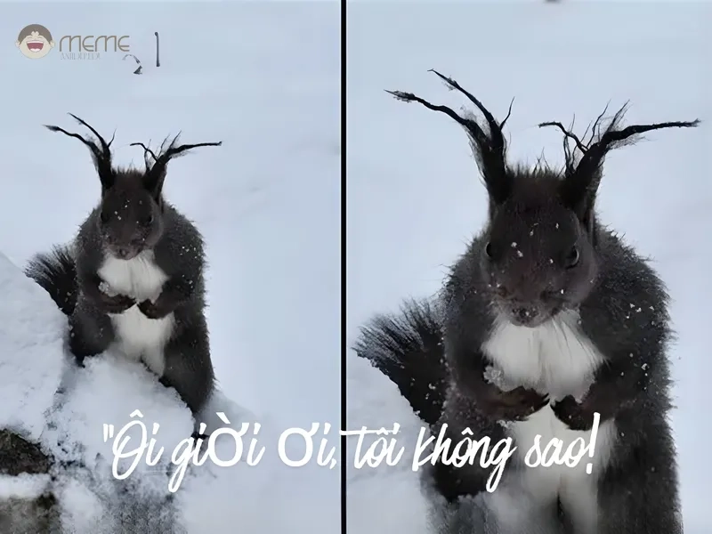 Meme con sóc cute này khiến ai cũng phải thả tim