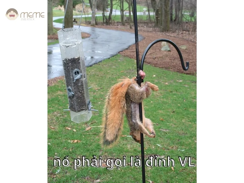 Dùng ngay hình meme con sóc làm avatar cực chất