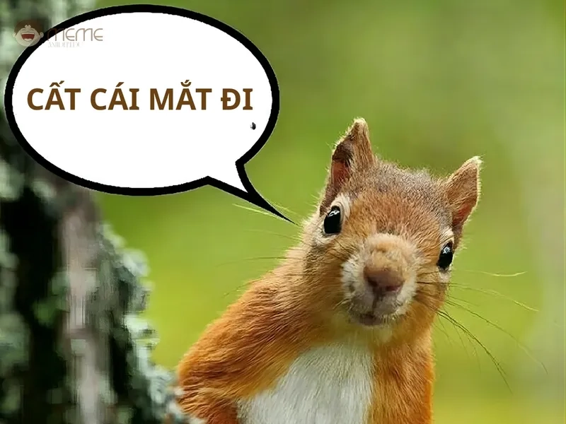 Tải meme con sóc miễn phí về máy của bạn