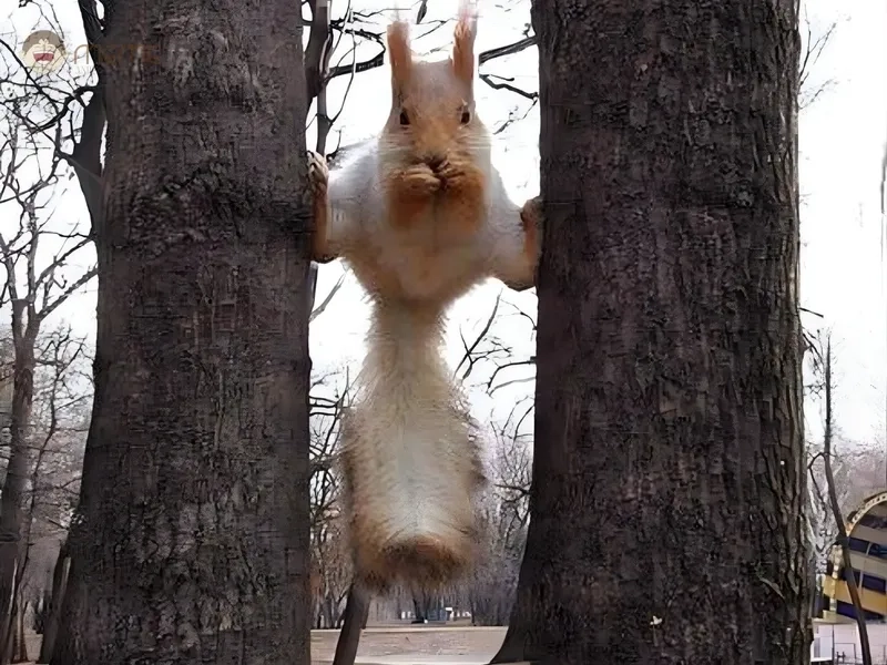 Sưu tầm ảnh meme con sóc HD chất lượng cao