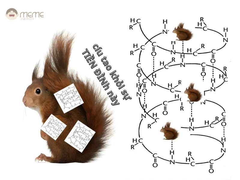 Tải ảnh meme con sóc về để troll bạn