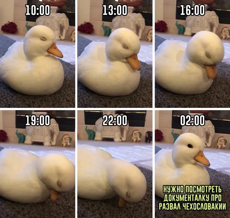 Meme con vịt buồn phản ánh tâm trạng của bạn