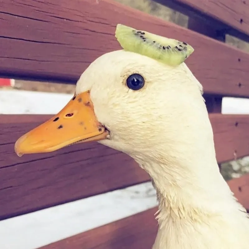 Khám phá bộ sưu tập meme con vịt đầy đủ