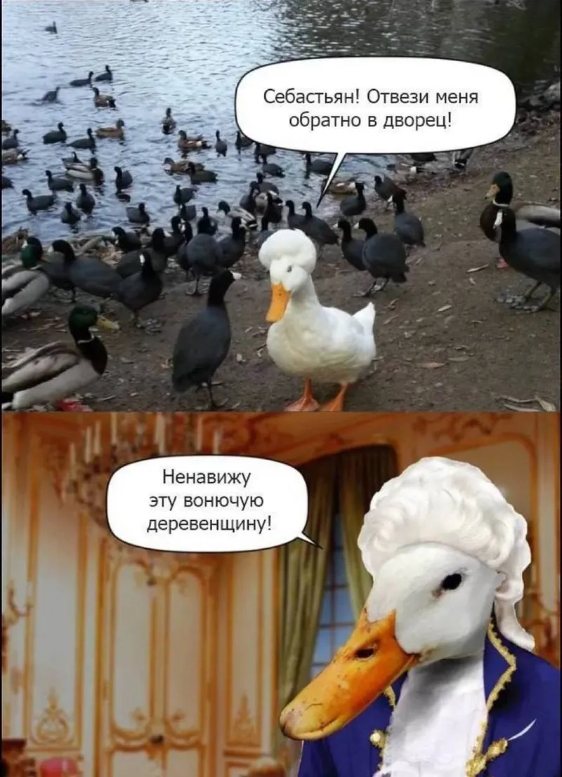 Lý do meme con vịt được yêu thích trên mạng xã hội