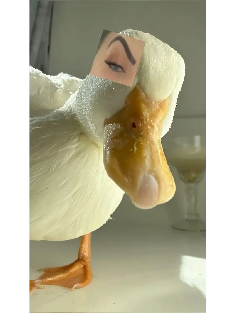 Dùng ngay hình meme con vịt làm avatar cực chất