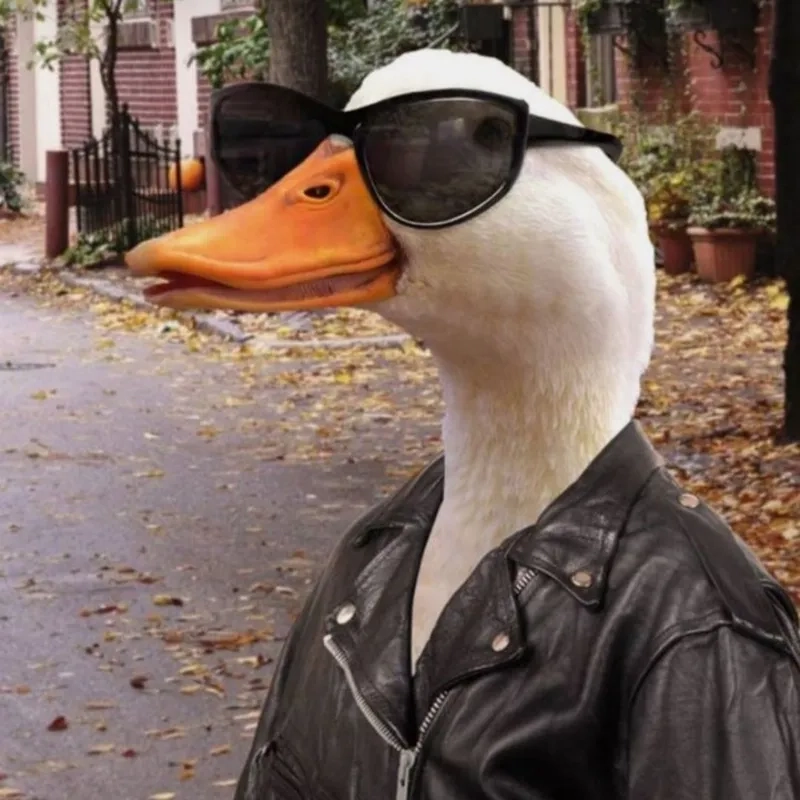 Tải meme con vịt miễn phí về máy của bạn