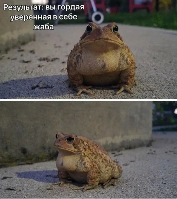 Meme ếch chế biểu cảm đầy sắc thái cảm xúc