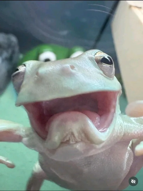 Thỏa sức cười với meme ếch chế gây cười cực mạnh