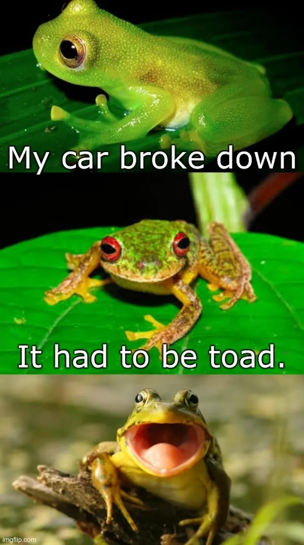 Meme ếch troll bá đạo khiến bạn muốn chia sẻ ngay