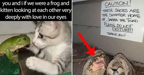 Meme ếch crypto siêu hot trong cộng đồng tiền điện tử