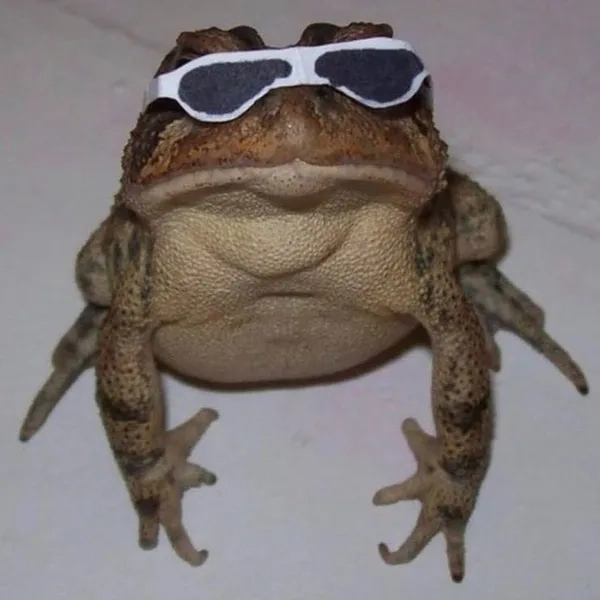 Cười tẹt ga với meme ếch funny bá đạo