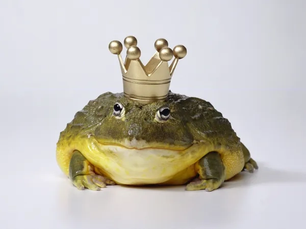 Meme ếch cute siêu đáng yêu khiến ai cũng mê