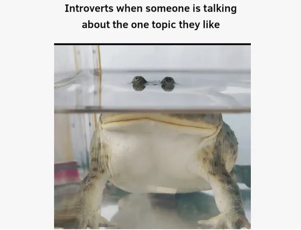 Tổng hợp meme ếch hot nhất được yêu thích hiện nay