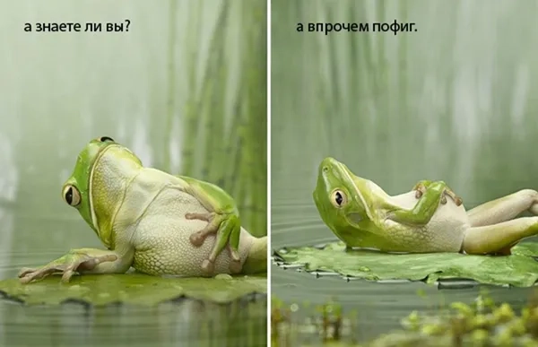 Meme ếch trend Facebook cực chất cho mọi tâm trạng