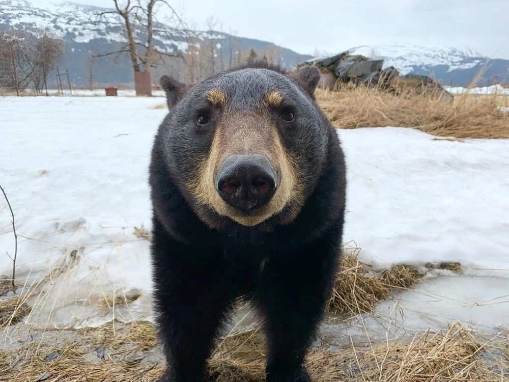 Meme gấu nâu là gì?