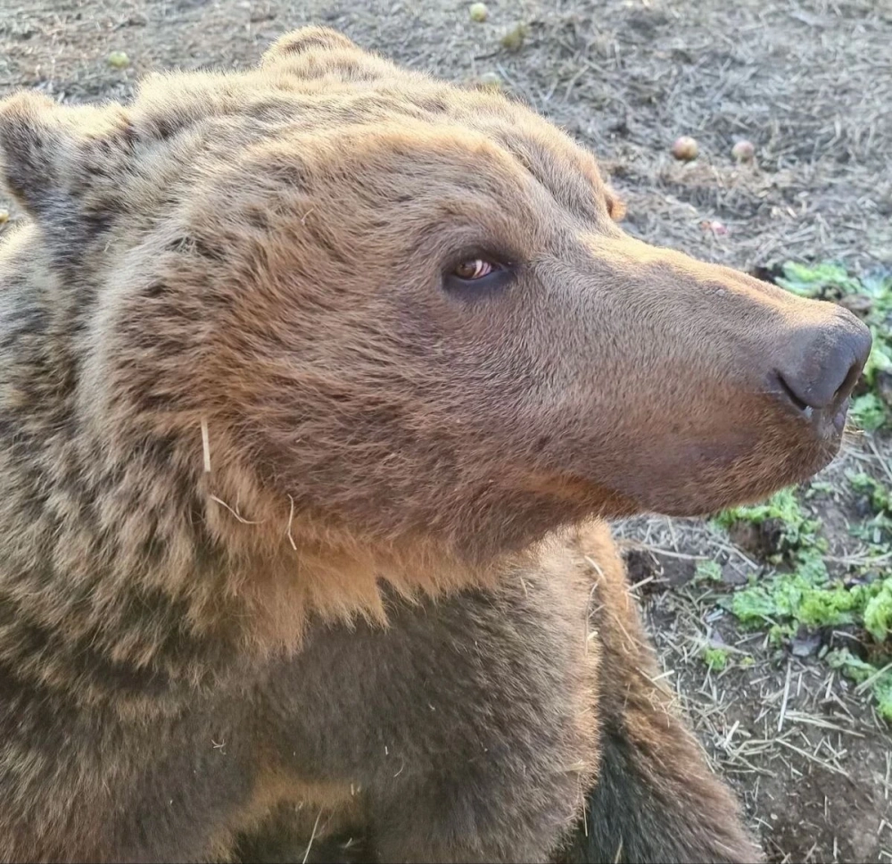 Cười vui cực đáng yêu với meme gấu nâu