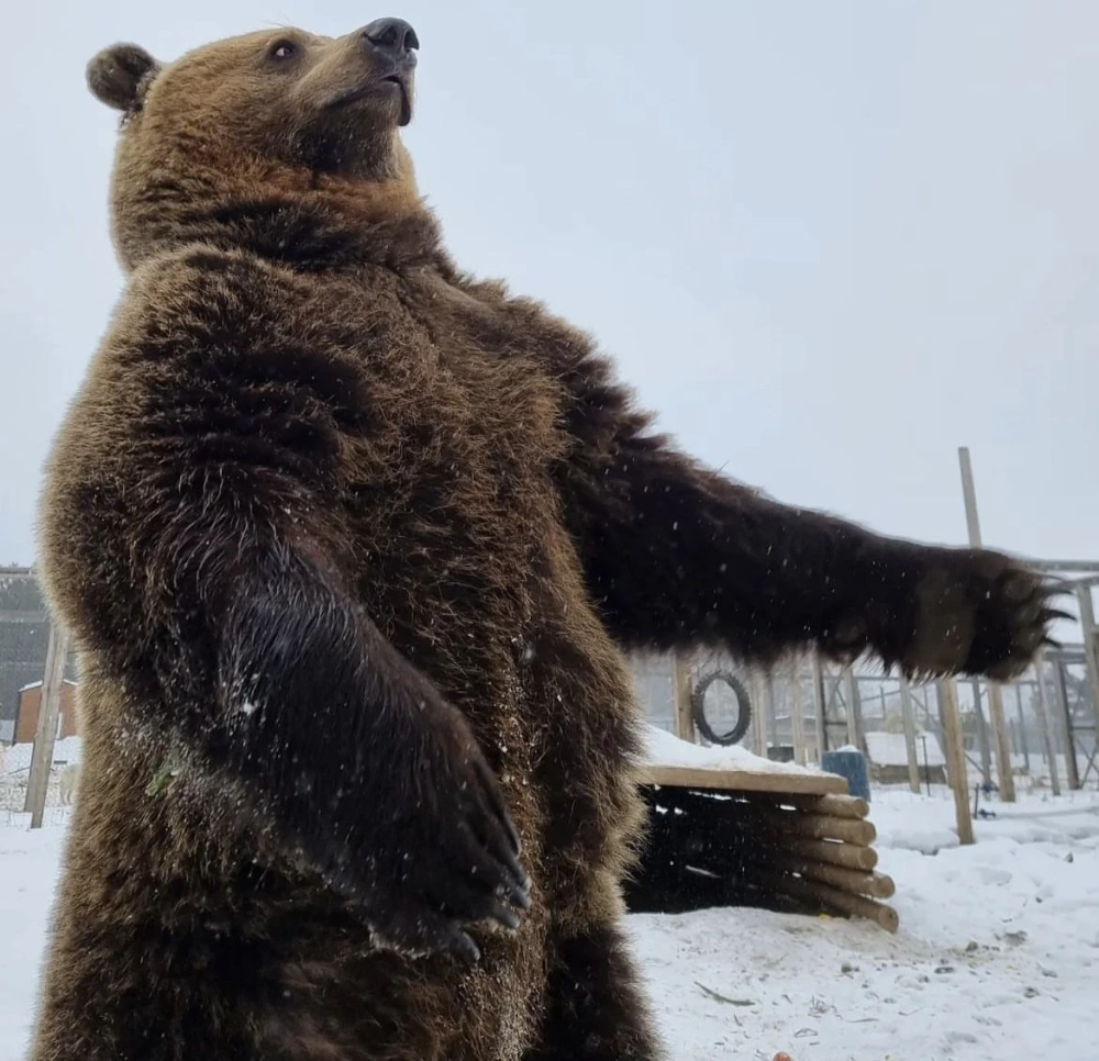 Không thể bỏ lỡ gấu nâu meme hôm nay