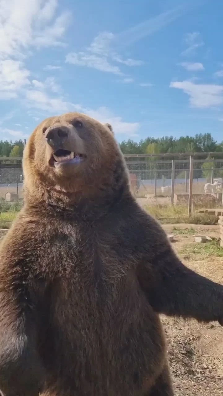 Giải trí cùng ảnh gấu nâu meme vui nhộn