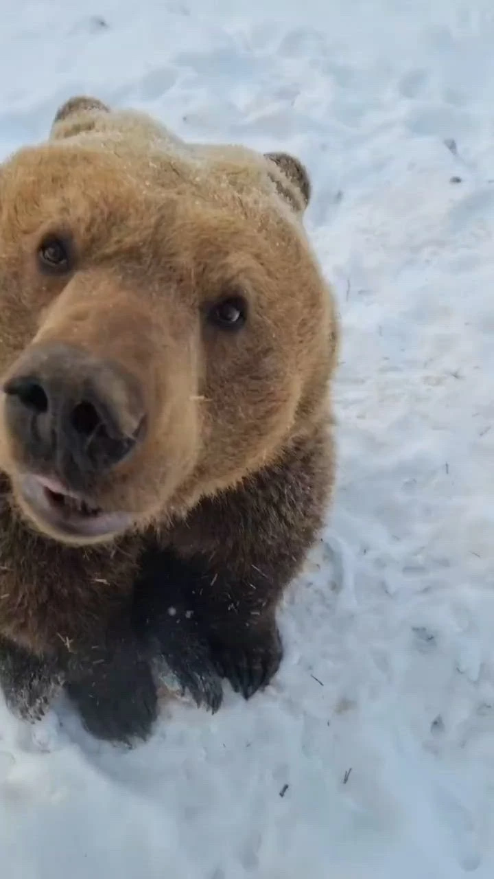 Xem ngay hình gấu nâu meme đáng yêu