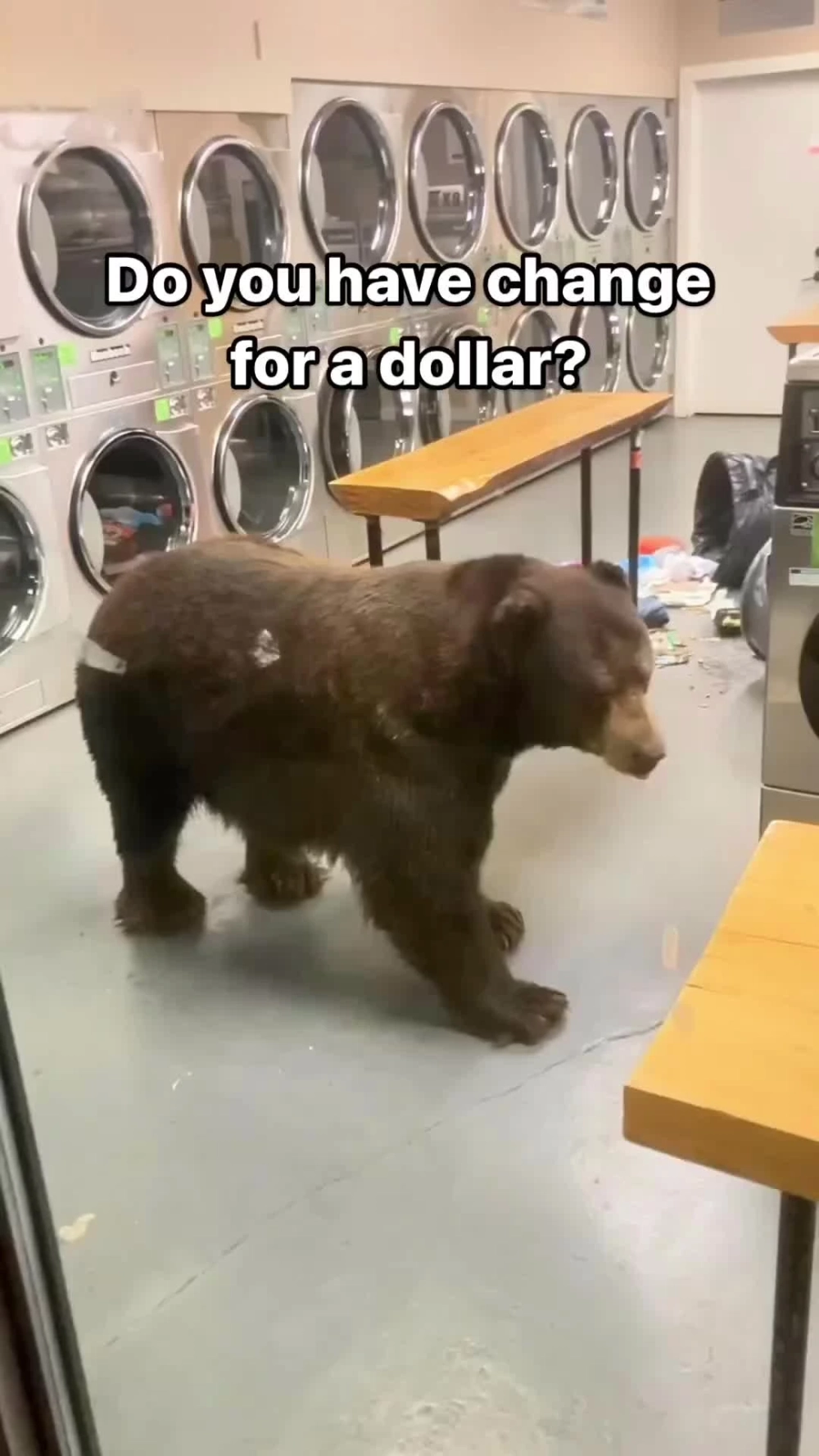 Cute hết nấc với meme gấu nâu cute