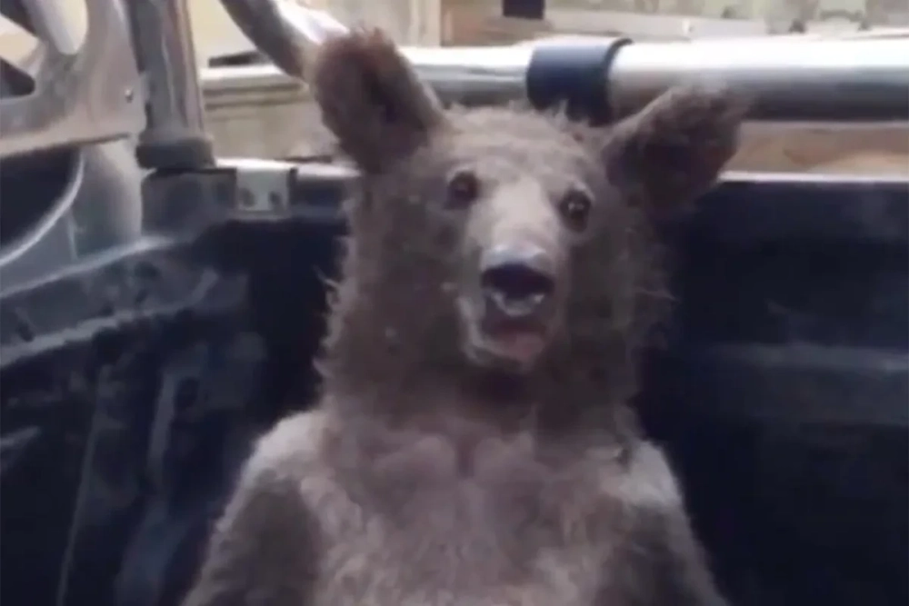 Bựa cực vui với gấu nâu bựa meme