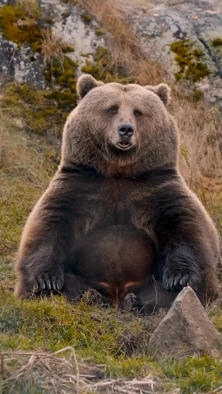 Thể hiện phong cách với avatar gấu nâu meme