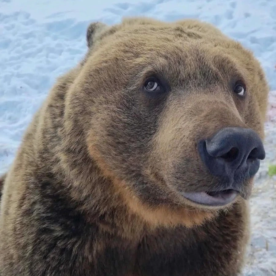 Lưu lại để giải trí với hình ảnh meme gấu nâu