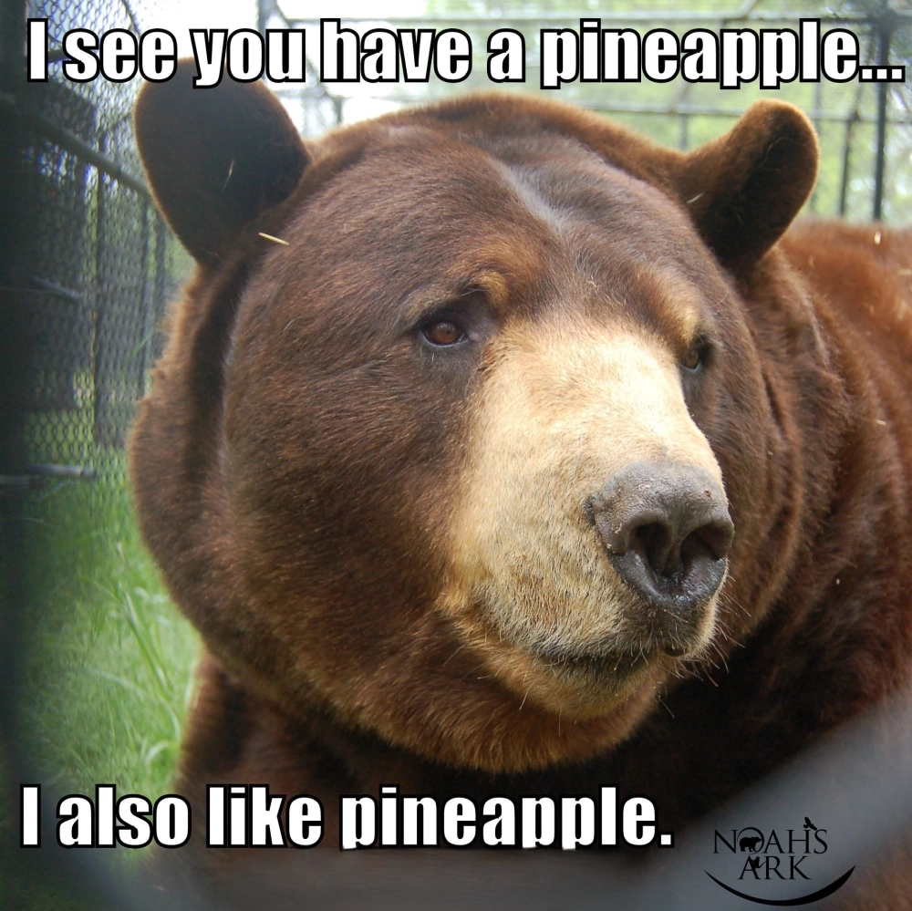 Thỏa sức cười bể bụng với bộ meme gấu nâu